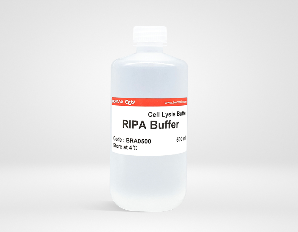 RIPA Lysis Buffer